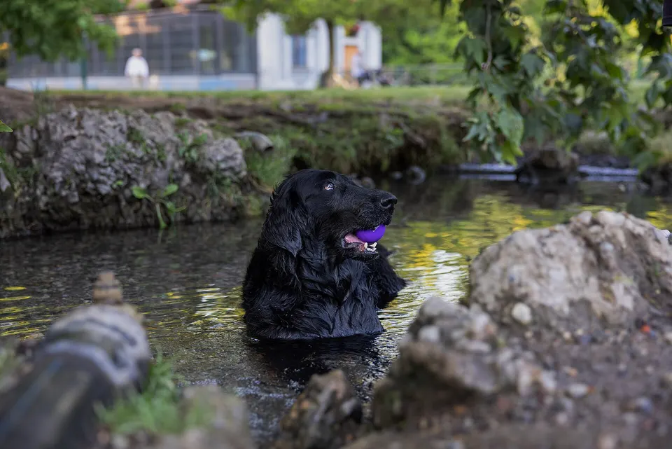 Cane nello specchio d’acqua dei Giardini pubblici Indro Montanelli, Milano